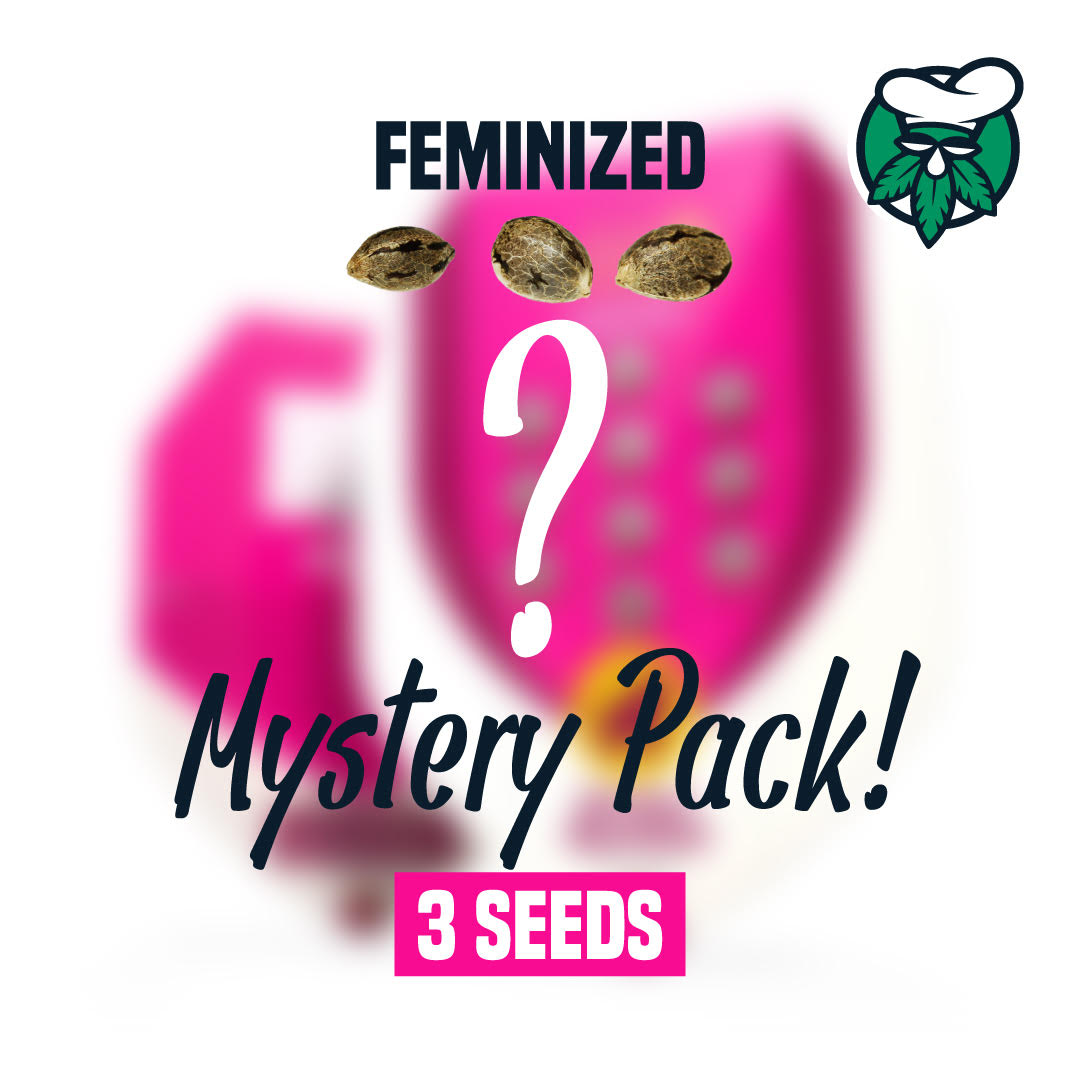 Mystery Seeds Feminized 3