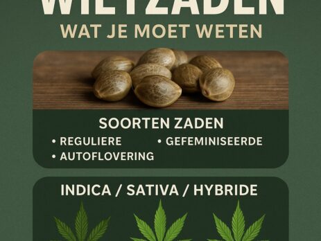 Wietzaden kopen