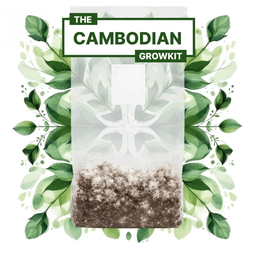 The Cambodian Grow Kit – magic mushroom grow bag shreeoms 3300cc:1700cc.