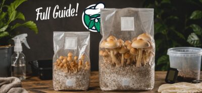 ¿Qué son los kits de cultivo de psilocibina? Guía completa de bolsas de cultivo