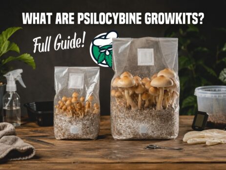 What are psilocybine growkits grow bags full guide