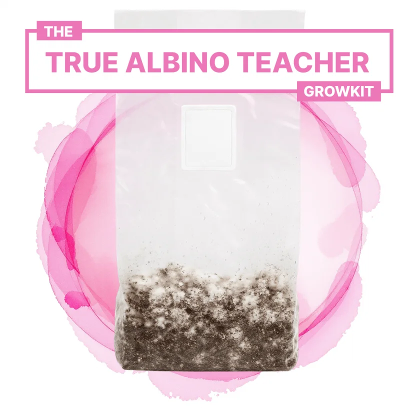 true-albino-teacher-3300-ml-growkit-full-auto. magic mushroom grow bag
