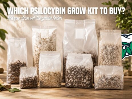 Which psilocybin grow kit to buy?