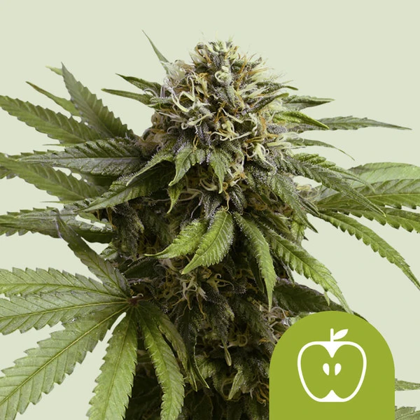 Apple Fritter Automatic Royal Queen Seeds