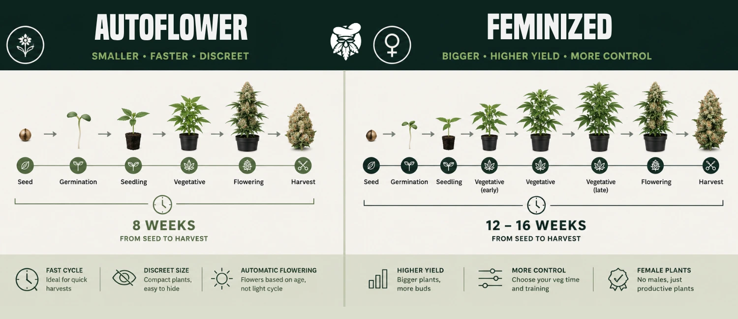 Autoflower versus gefeminiseerde cannabiszaden vergelijking