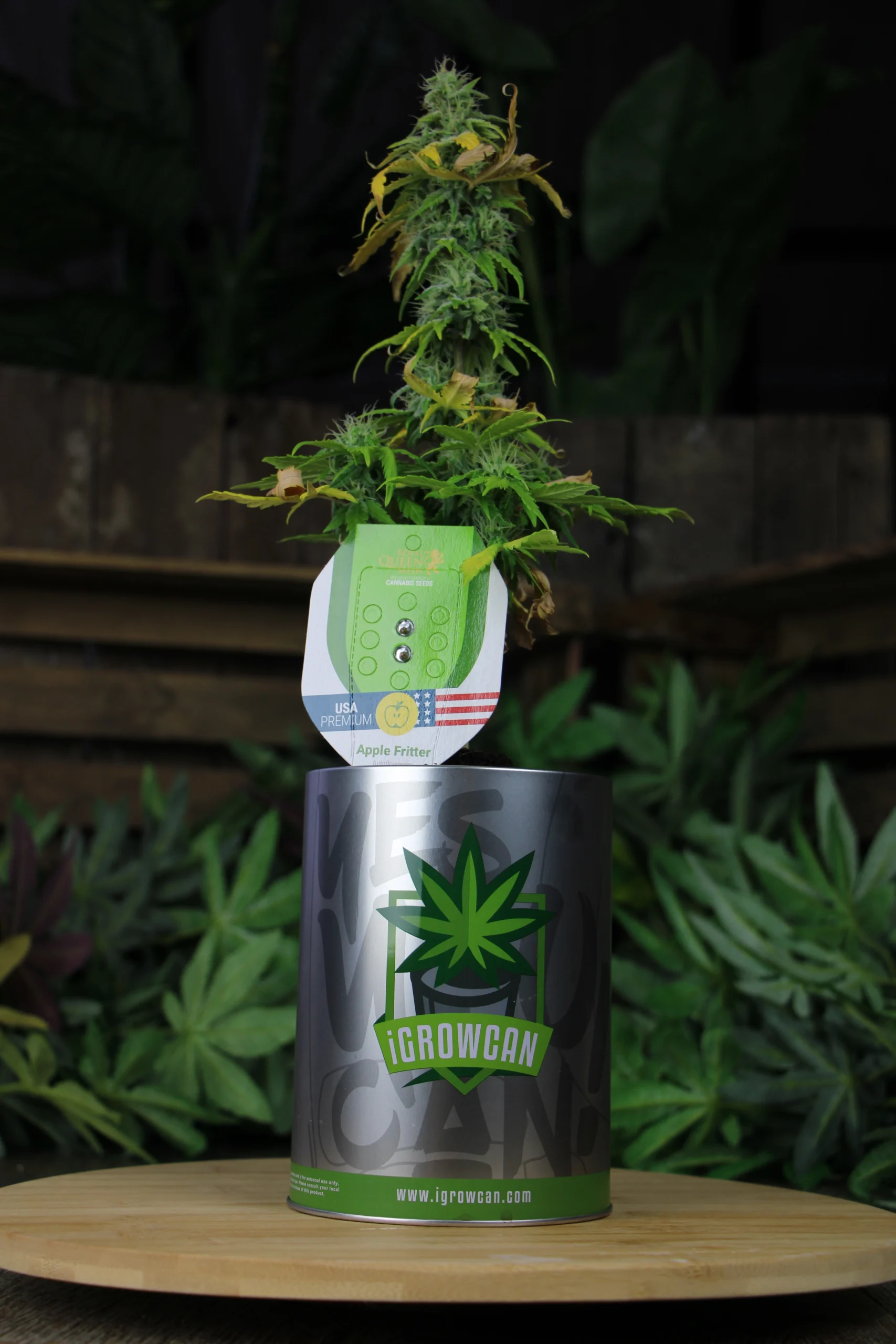 iGrowCan cannabis plant oogstklaar na 10 weken