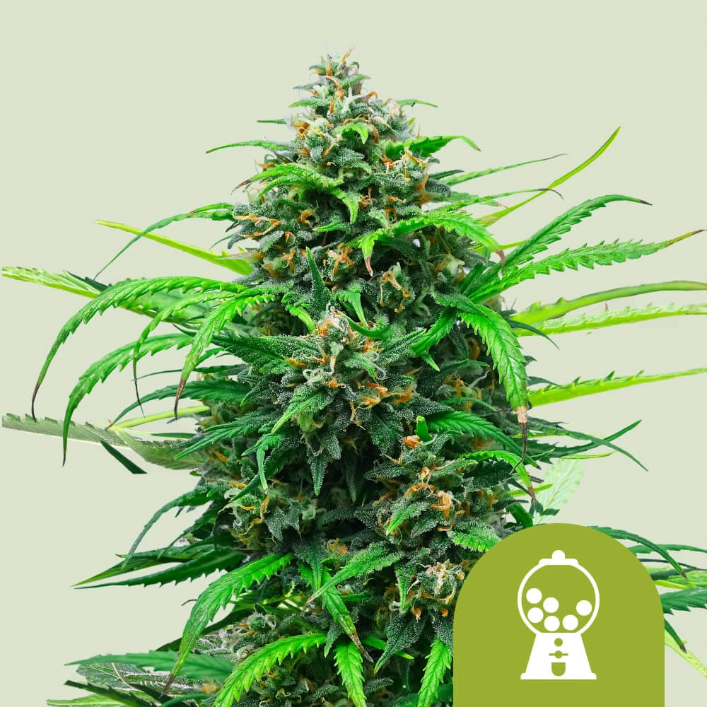 Pink Runtz Automatic Royal Queen Seeds