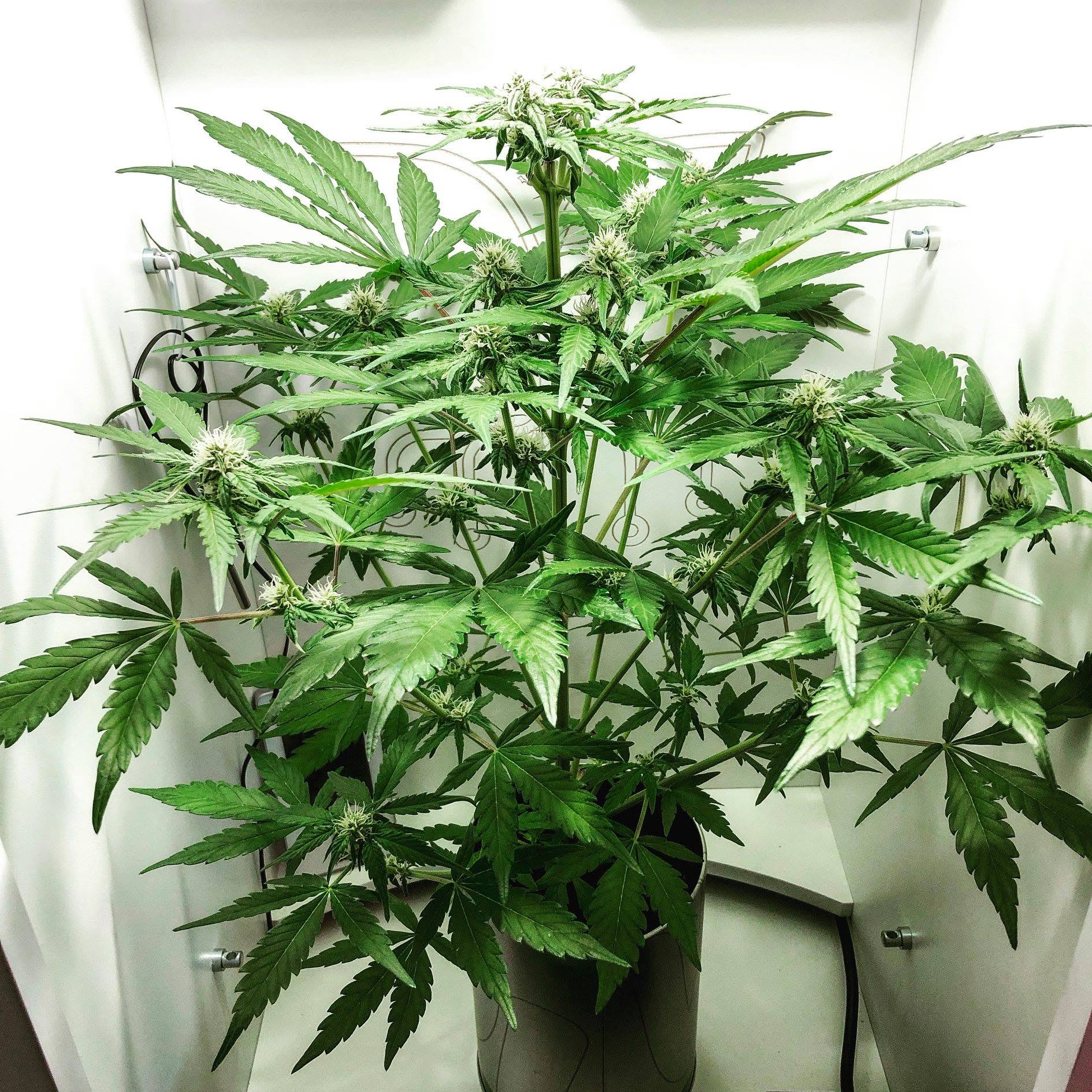 iGrowCan bloeiende cannabisplant in kweektent beginbloom