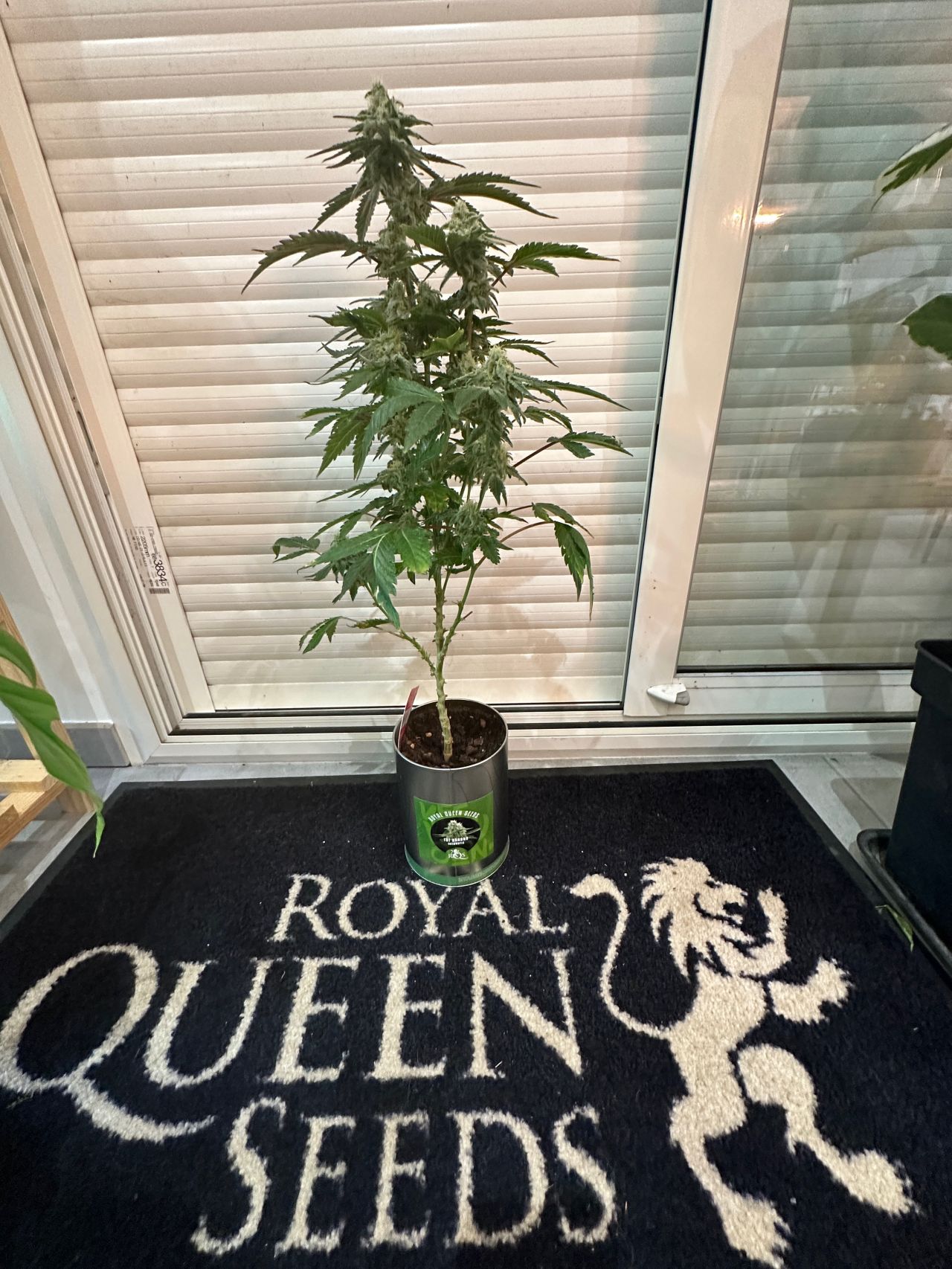 iGrowCan Royal Queen Seeds groeiresultaat bij raam