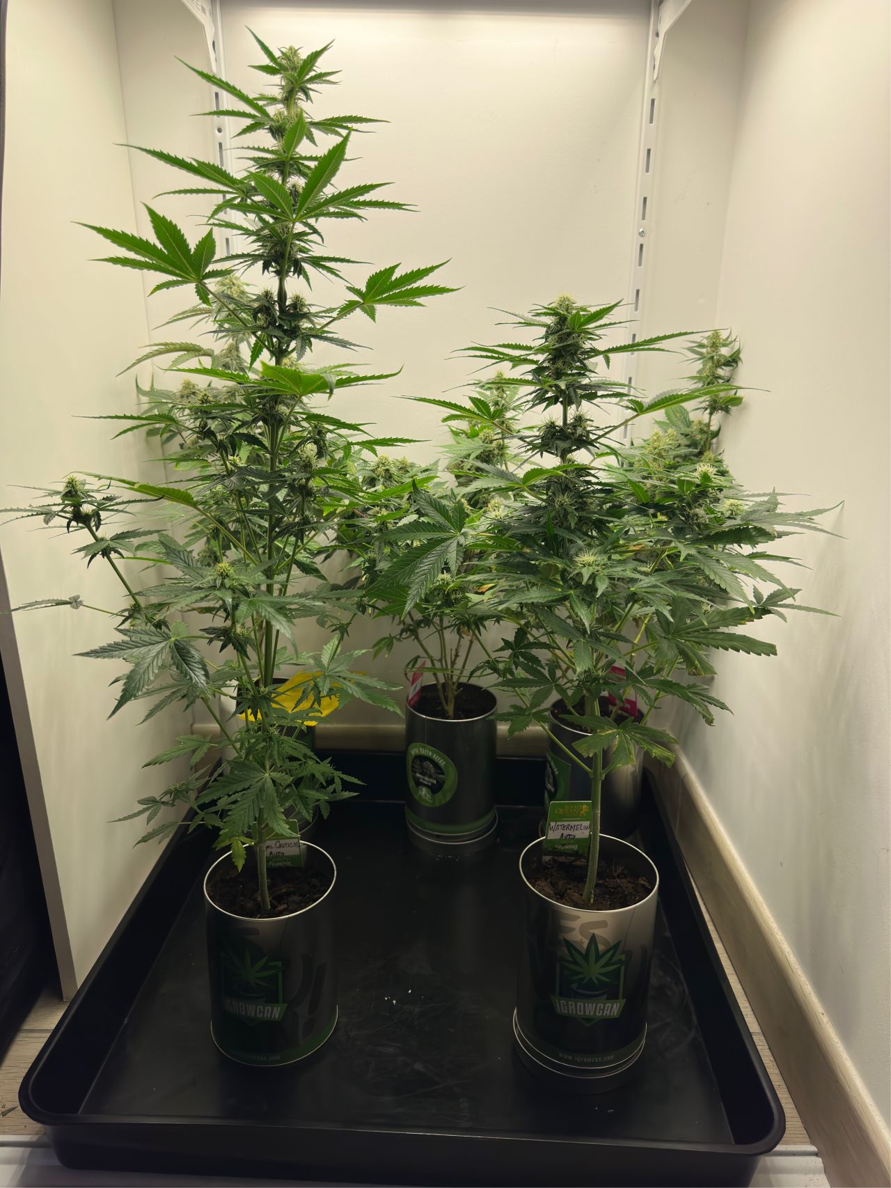 Meerdere iGrowCan planten in kweektent resultaat