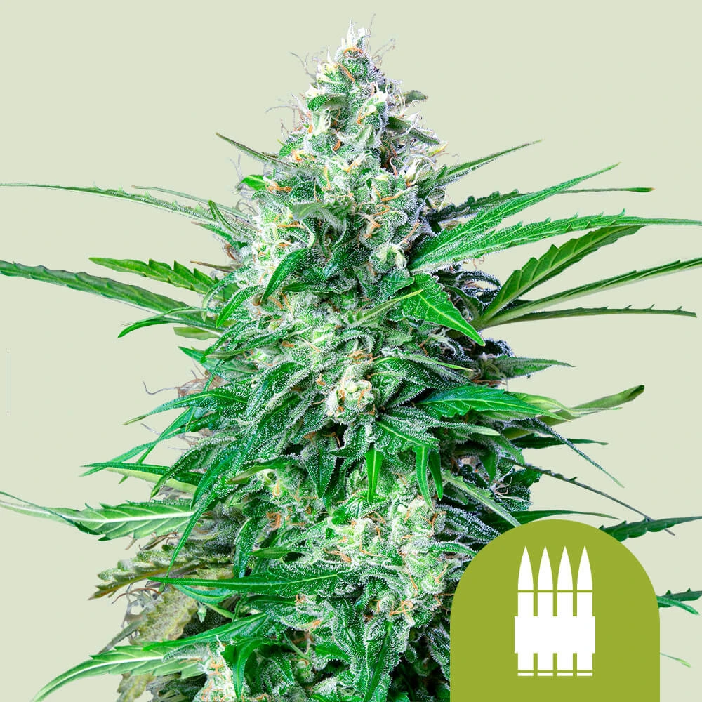 Royal AK Automatic Royal Queen Seeds