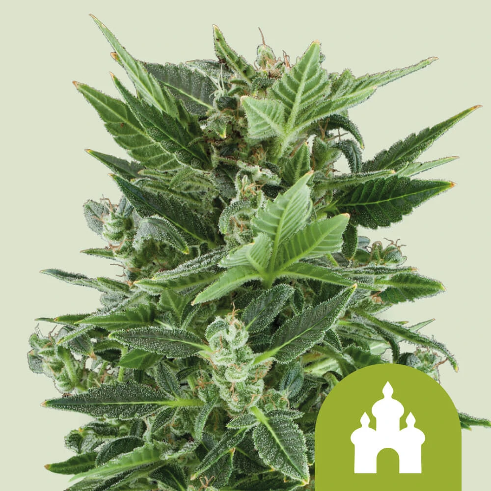 Royal Kush Automatic Royal Queen Seeds