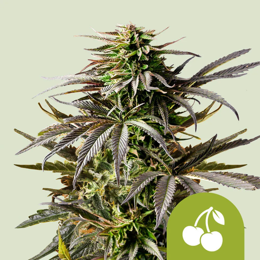 Cherry Pie Automatic Royal Queen Seeds