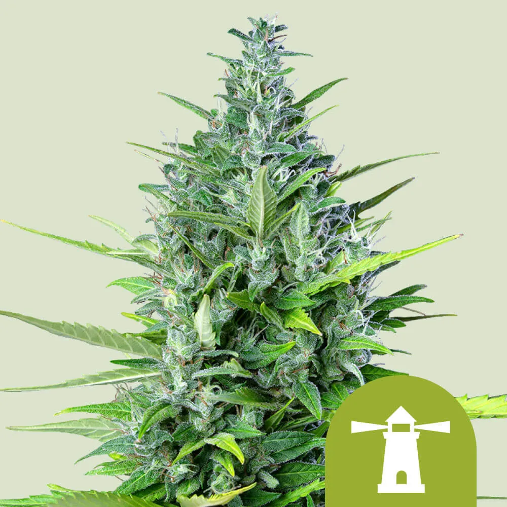 Royal Haze Automatic Royal Queen Seeds