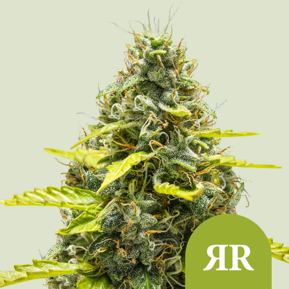 Royal Runtz Automatic Royal Queen Seeds