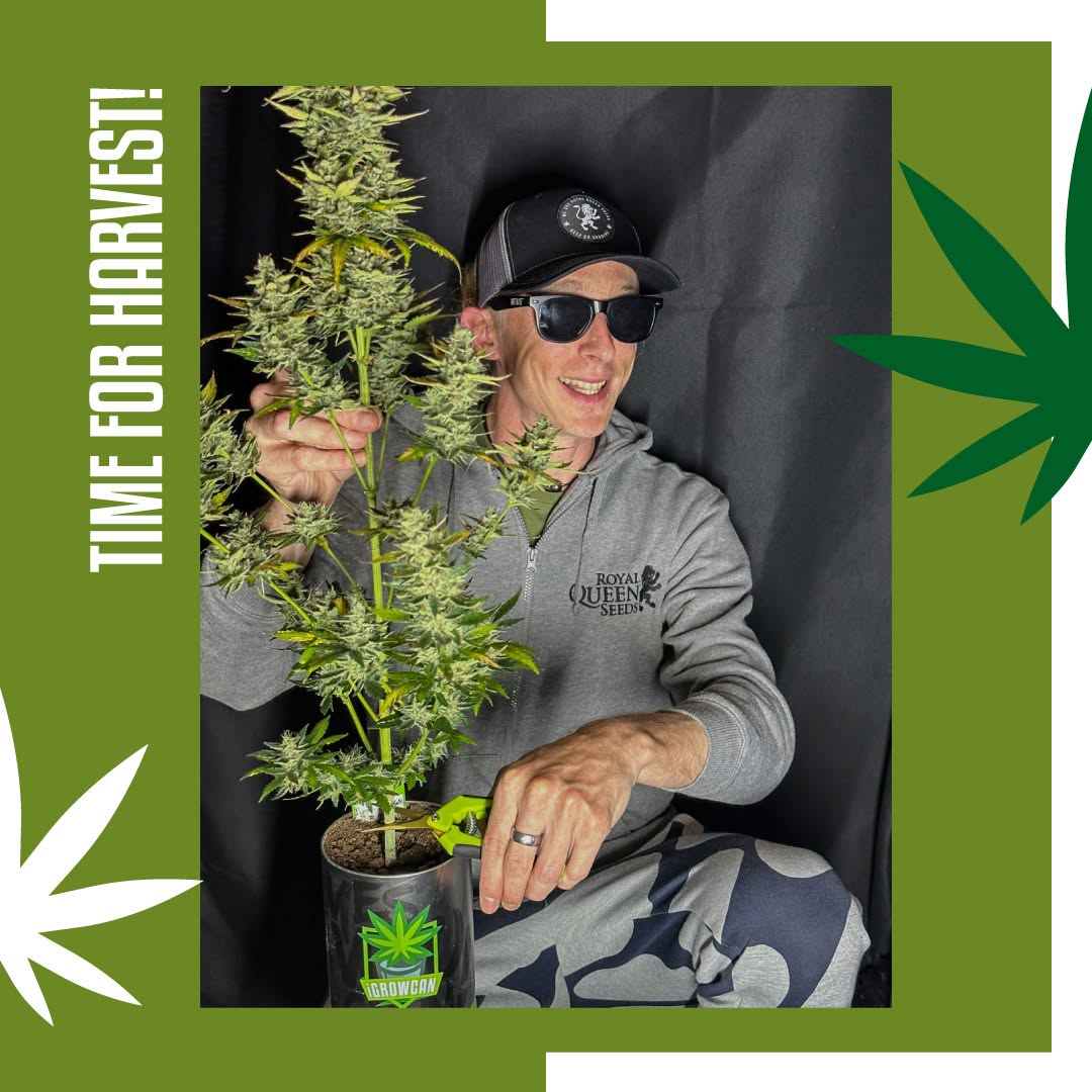 iGrowCan oogst resultaat Royal Queen Seeds kweker