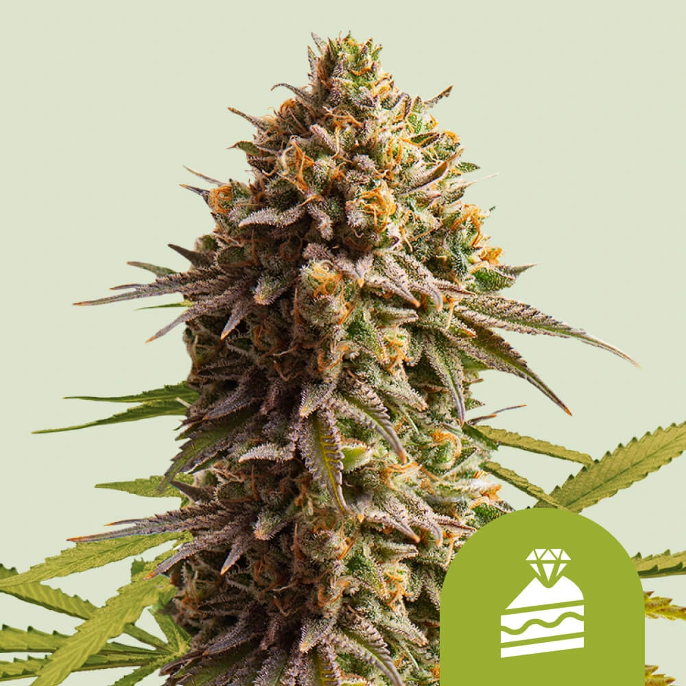Wedding Cake Automatic Royal Queen Seeds