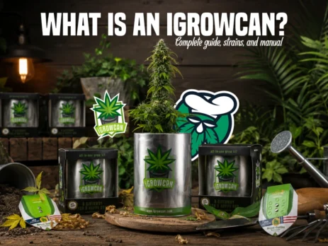 Mature cannabis plant growing in a Royal Queen Seeds iGrowCan alongside iGrowCan grow kits and cannabis seed packs.