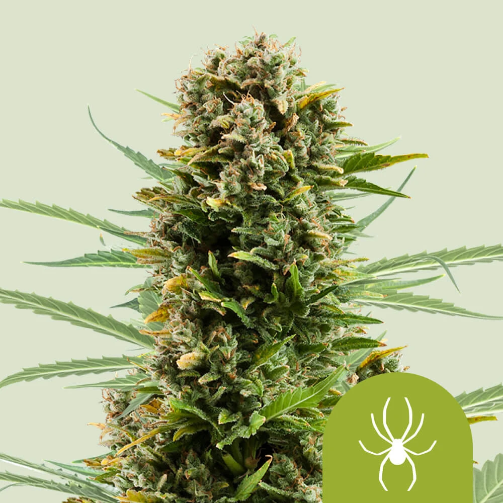 White Widow Automatic Royal Queen Seeds
