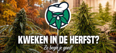 Wietplanten kweken in de herfst