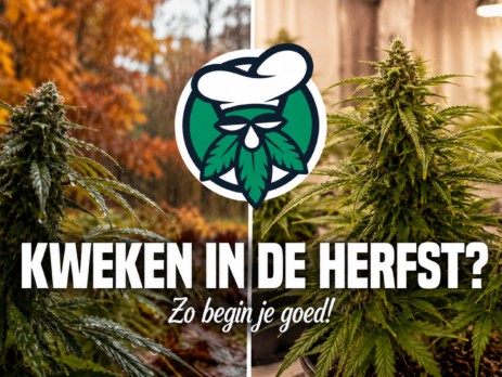 Wietplanten kweken in de herfst