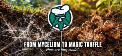 Mycelium Magic Truffle