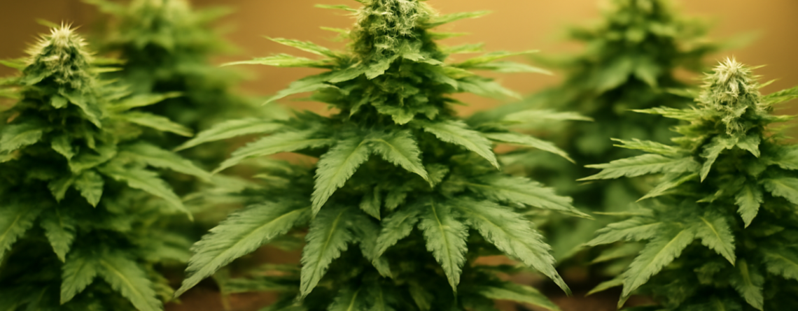 Compacte autoflower cannabisplanten van Royal Queen Seeds onder LED-groeilicht