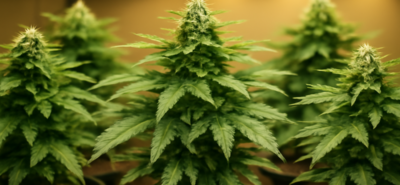 Compacte autoflower cannabisplanten van Royal Queen Seeds onder LED-groeilicht