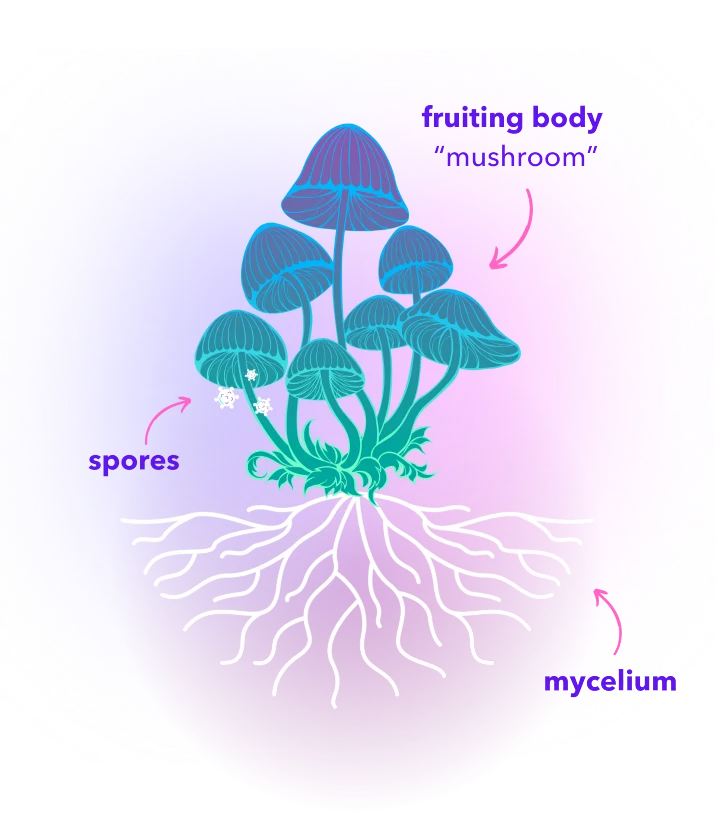 Mycelium