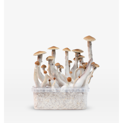 Mondo Treasure Coast Growkit 100% Mycelium 1200cc