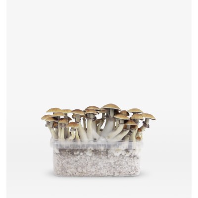 Mondo Mexicana Growkit 100% Mycelium 1200cc