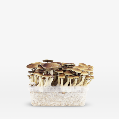 Mondo PES Amazonian Growkit 100% Mycelium 1200cc