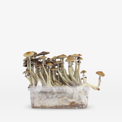 Mondo Mazatapec Growkit 100% Mycelium 1200cc