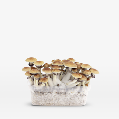 Mondo Golden Teacher Growkit 100% Mycelium 1200cc