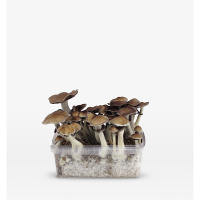 Mondo Thai Growkit 100% Mycelium 1200cc