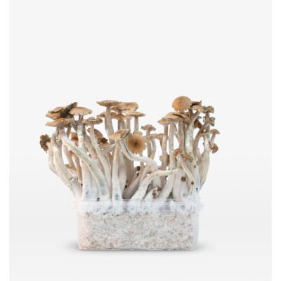 Mondo McKennaii Growkit 100% Mycelium 1200cc