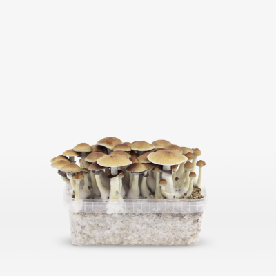 Mondo B+ Growkit 100% Mycelium 1200cc