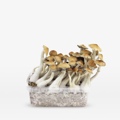 Mondo Cambodian Growkit 100% Mycelium 1200cc