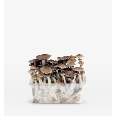 Mondo PES Hawaii Growkit 100% Mycelium 1200cc