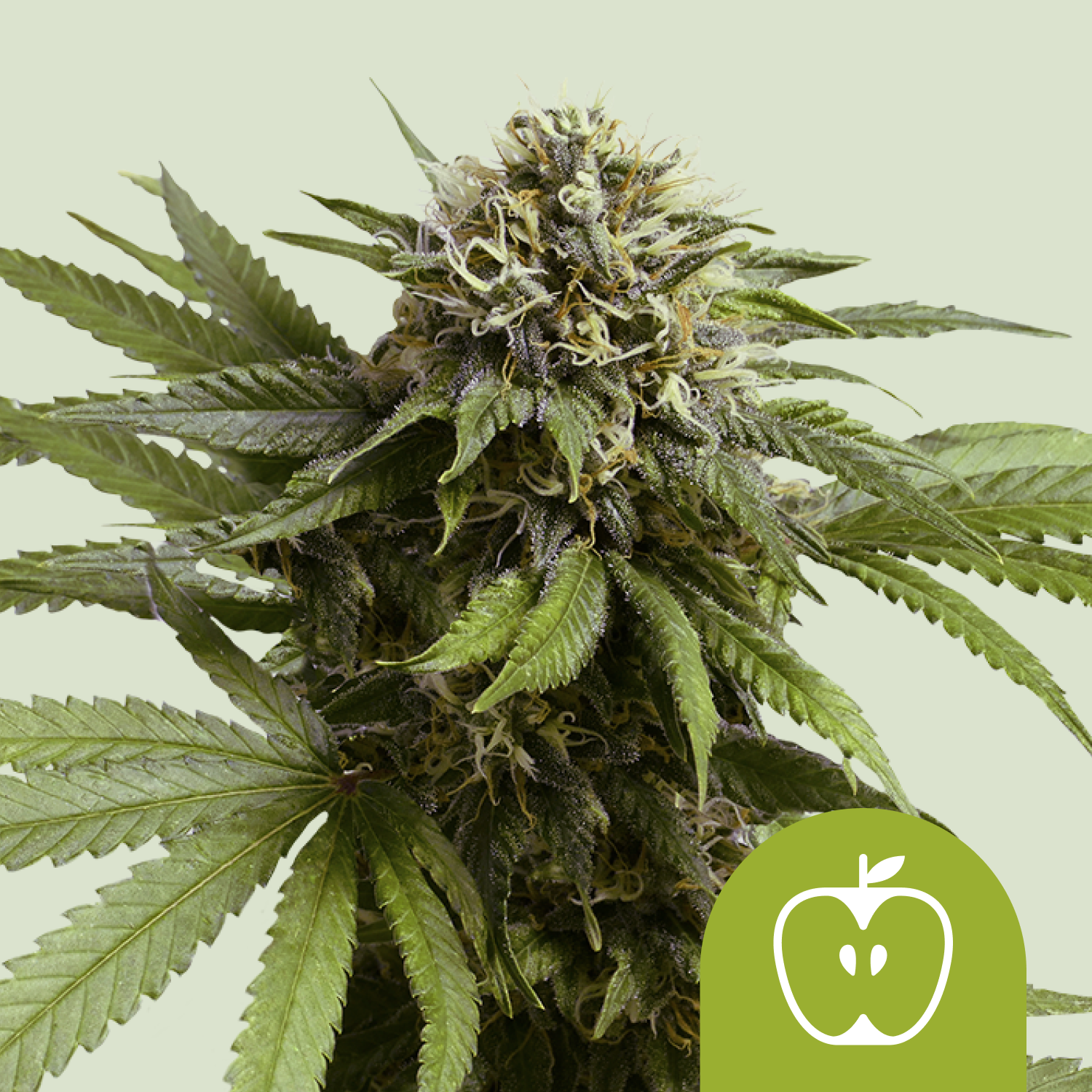 Apple Fritter Automatic | Autoflower - RQS