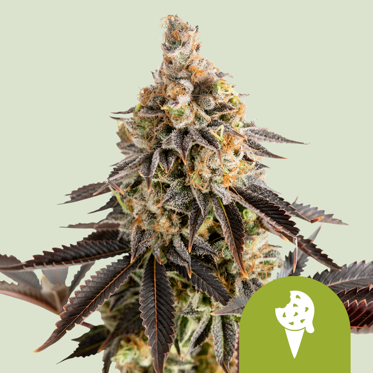 Cookies Gelato Automatic | Autoflower - RQS