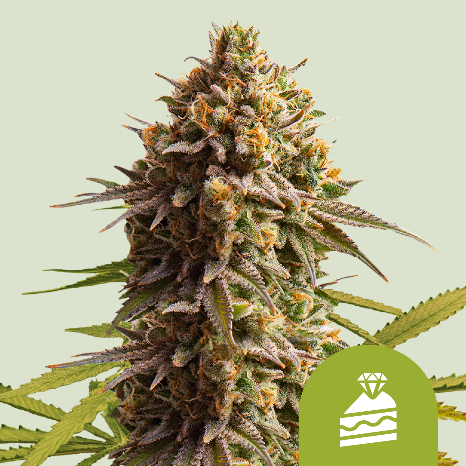 Wedding Cake Automatic | Autoflower - RQS