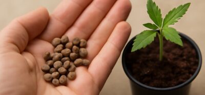 Amnesia haze zaden naast een jonge zaailing
