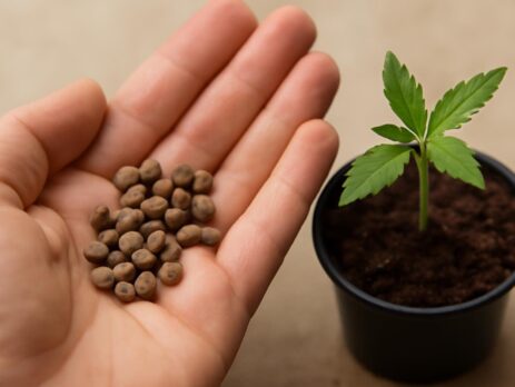 Amnesia haze zaden naast een jonge zaailing